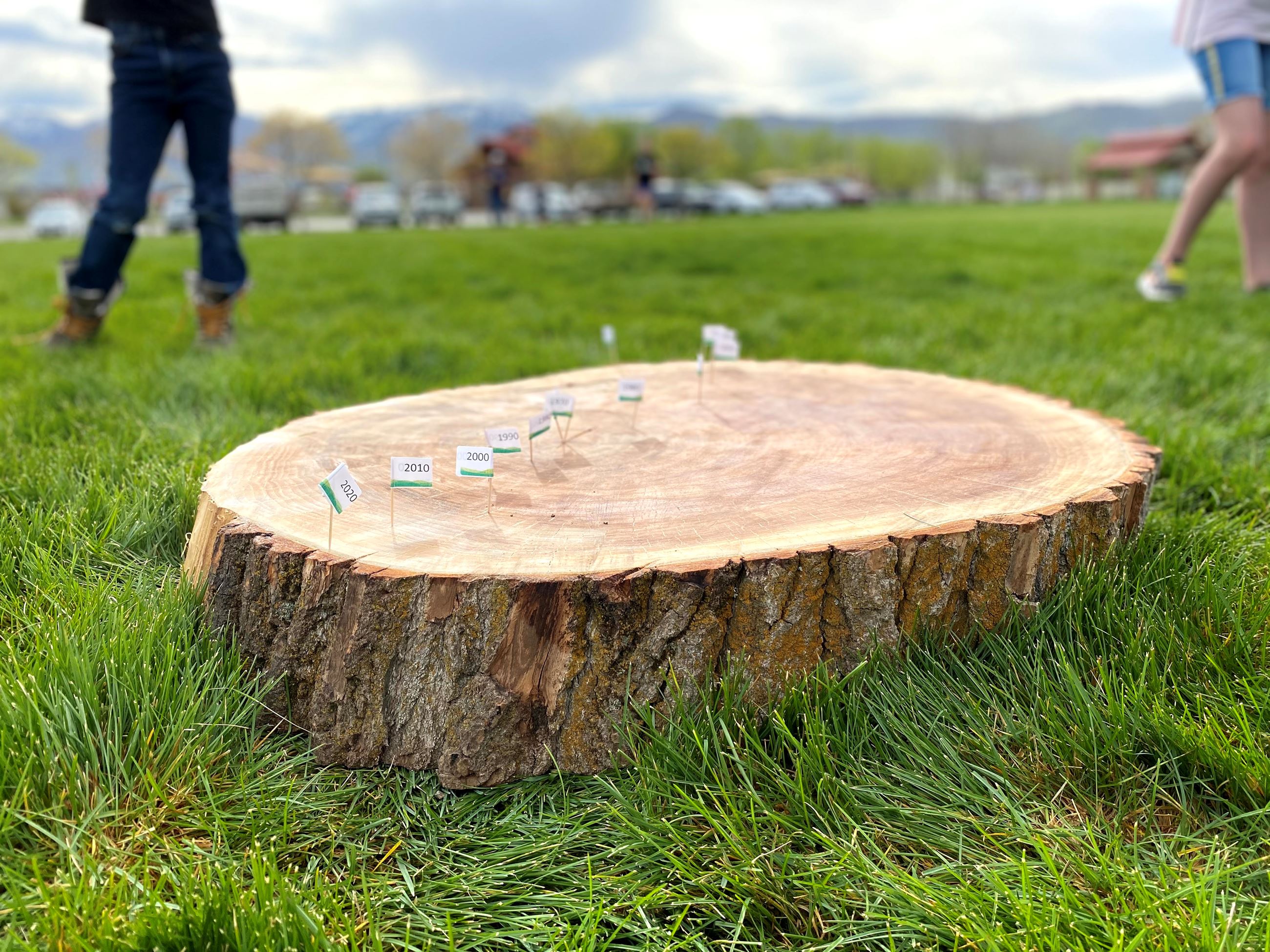 IMG_6935 Tree slice portrait less people