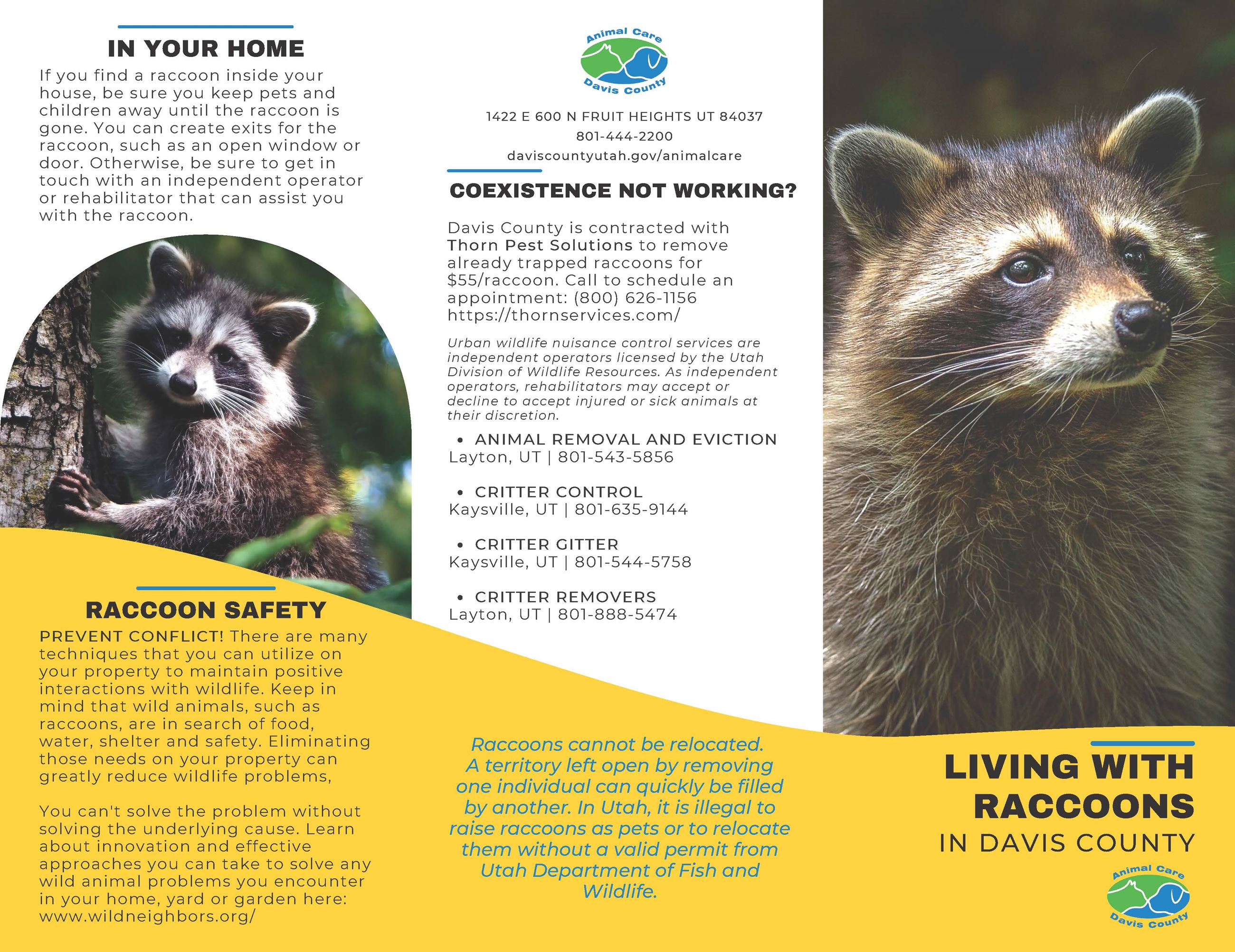 Raccoons Brochure (3)_Page_1