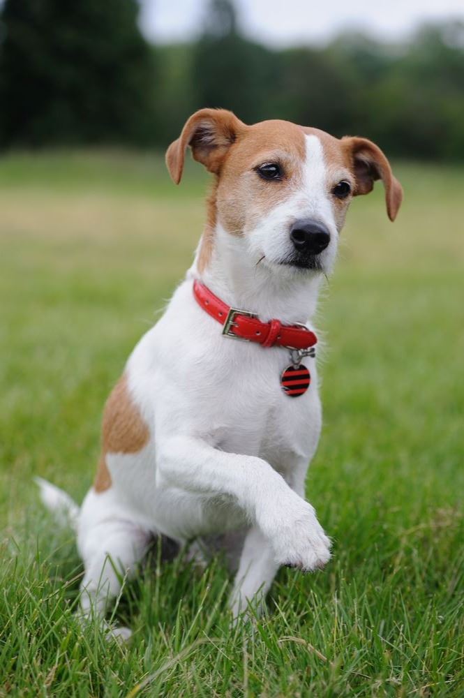 parson-russell-terrier-21