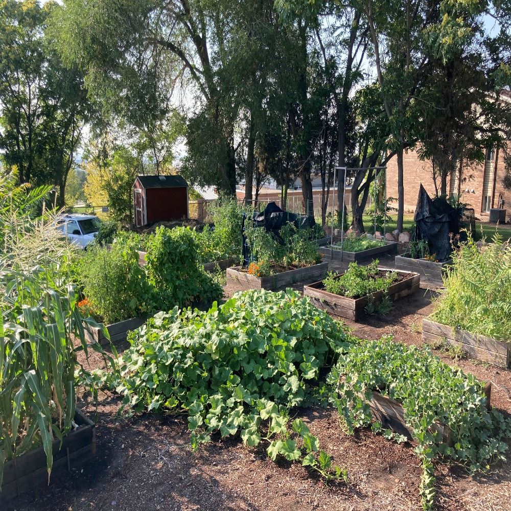 IMG_4544 Good shot Community Garden 2021